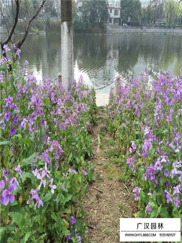 二月蘭種子好長(zhǎng)嗎？(圖2)