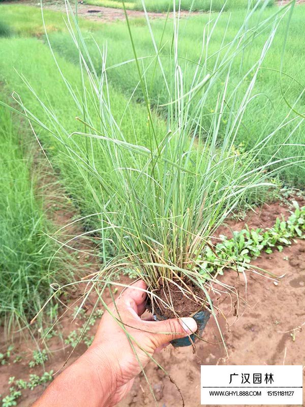 粉黛亂子草(圖2)