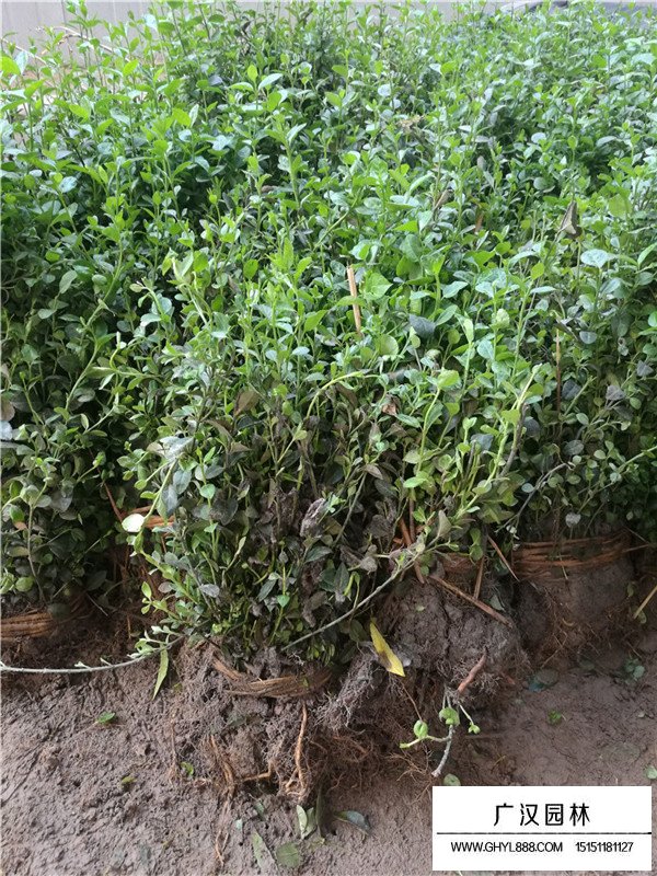 小葉扶芳藤 小葉扶芳藤