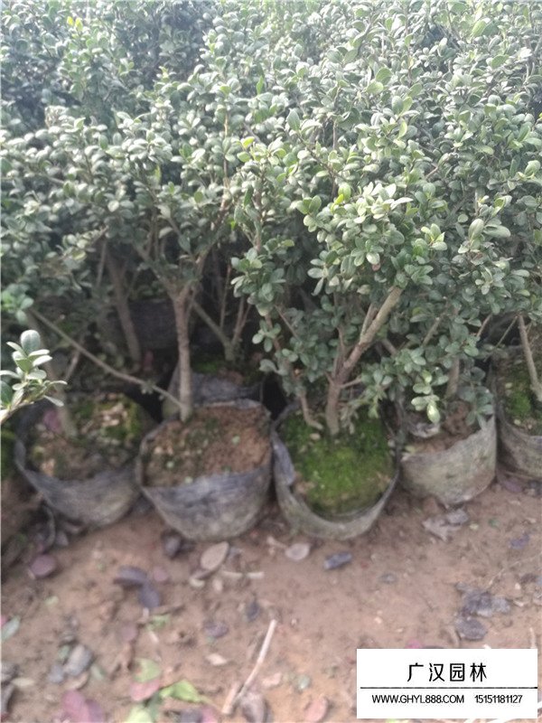 龜甲冬青價(jià)格是多少(圖2)