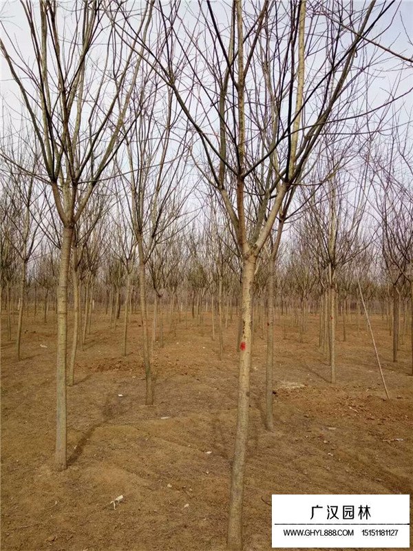 國槐的價格多少錢(圖2)