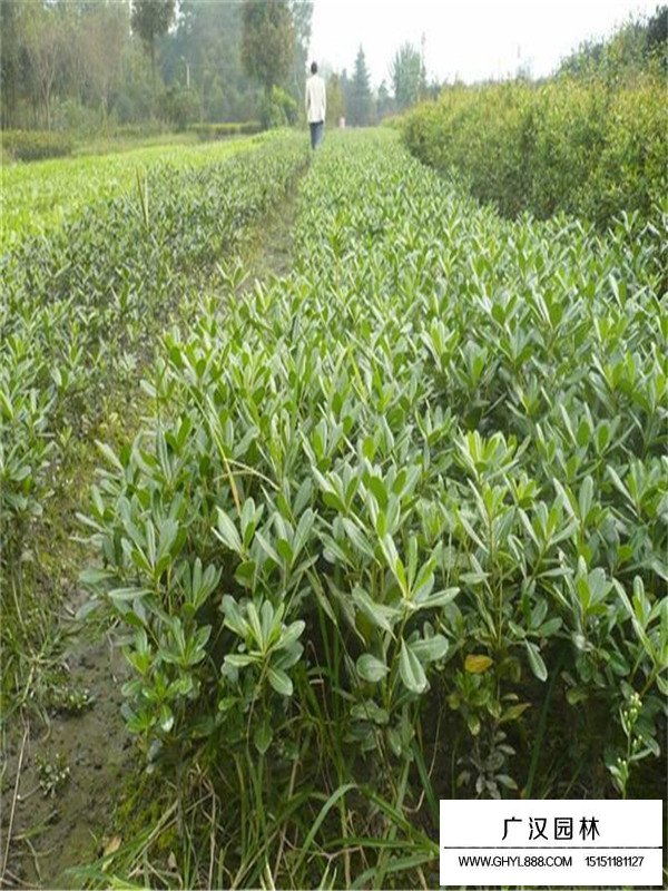 海桐小苗多少錢(圖3)