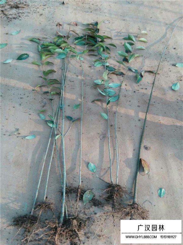 大葉女貞圖片(圖2)