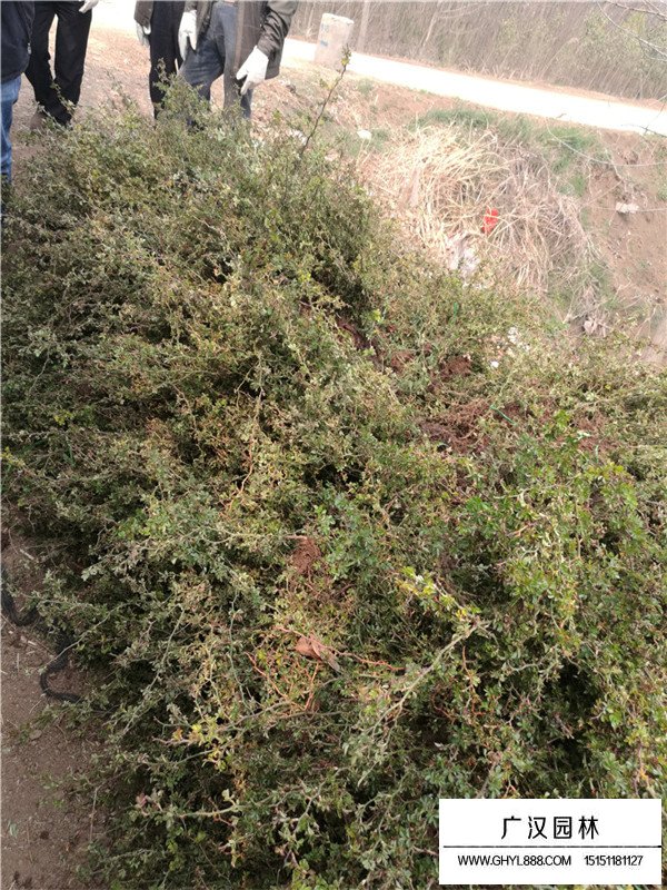 地被月季圖片(圖3)