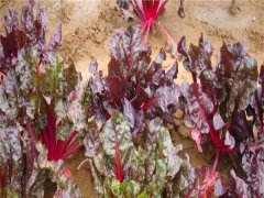 紅葉甜菜