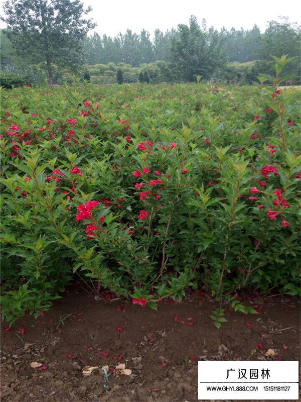 紅王子錦帶圖片(圖1)