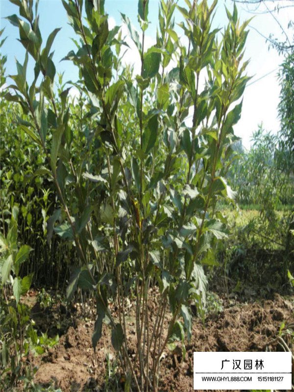 紅王子錦帶價(jià)格行情怎么樣(圖2)