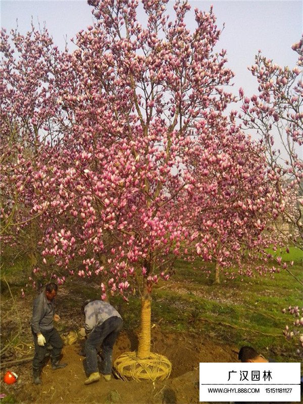 紅玉蘭基地在哪里？(圖3)