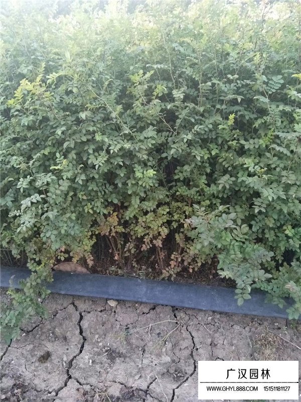 黃刺玫最新價(jià)格(圖4)