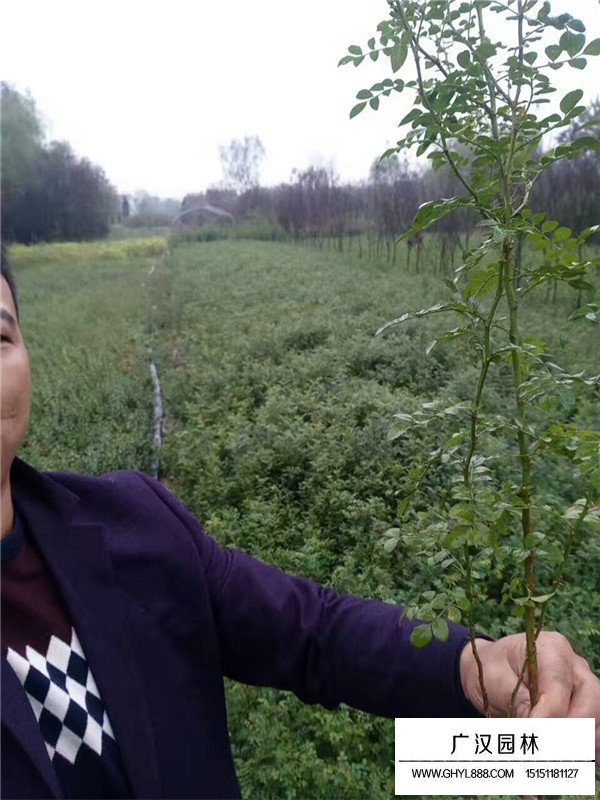 黃刺玫小苗如何區(qū)分(圖2)
