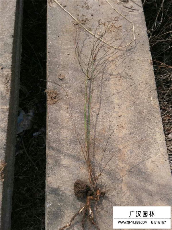 黃刺玫小苗如何區(qū)分(圖3)