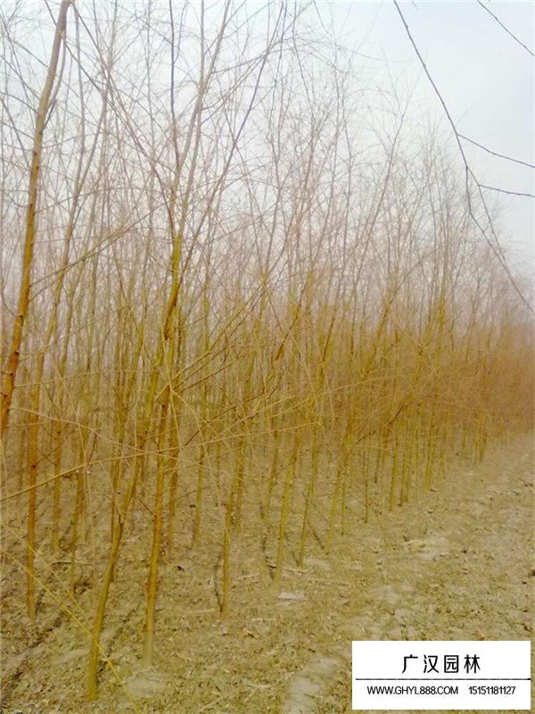 金絲垂柳價格是多少(圖2)