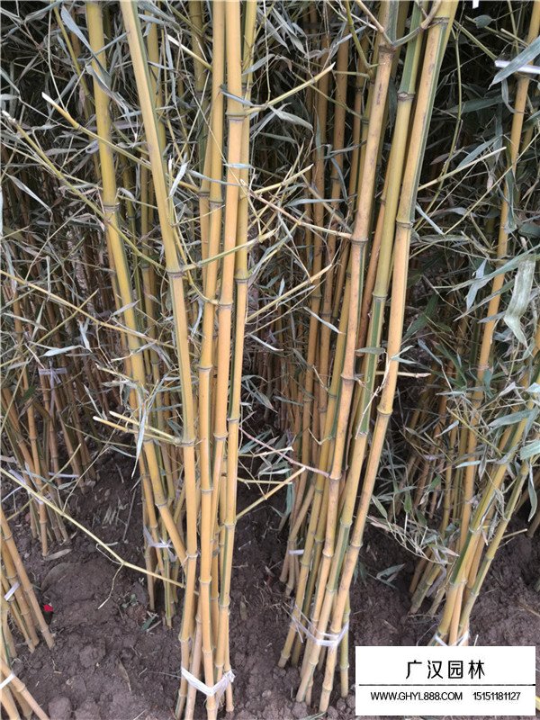 金鑲玉竹的特點(圖1)