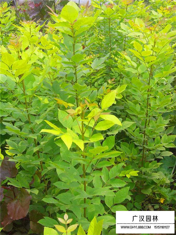 金葉白蠟基地在哪里？(圖3)