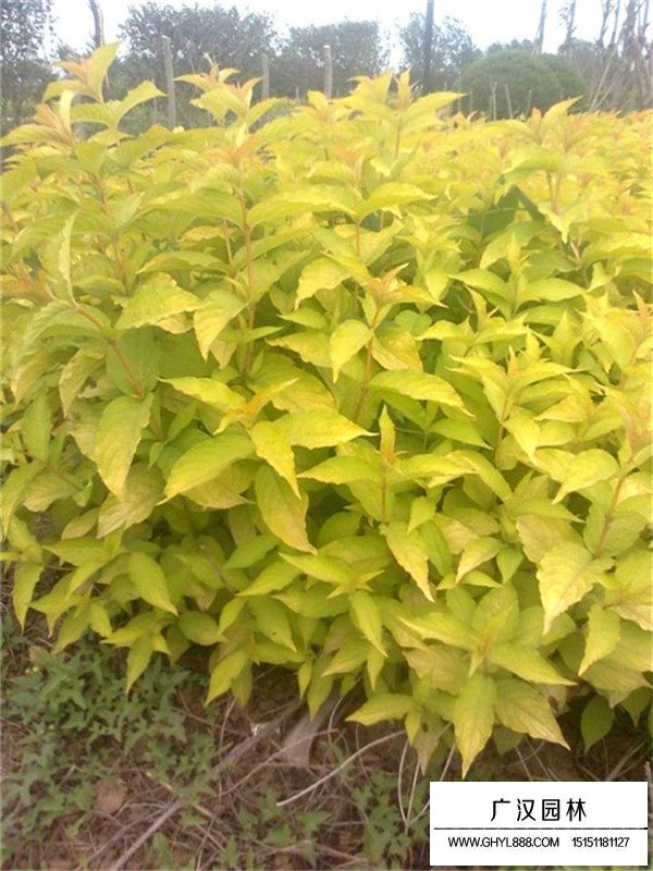 金葉錦帶長什么樣(圖2)