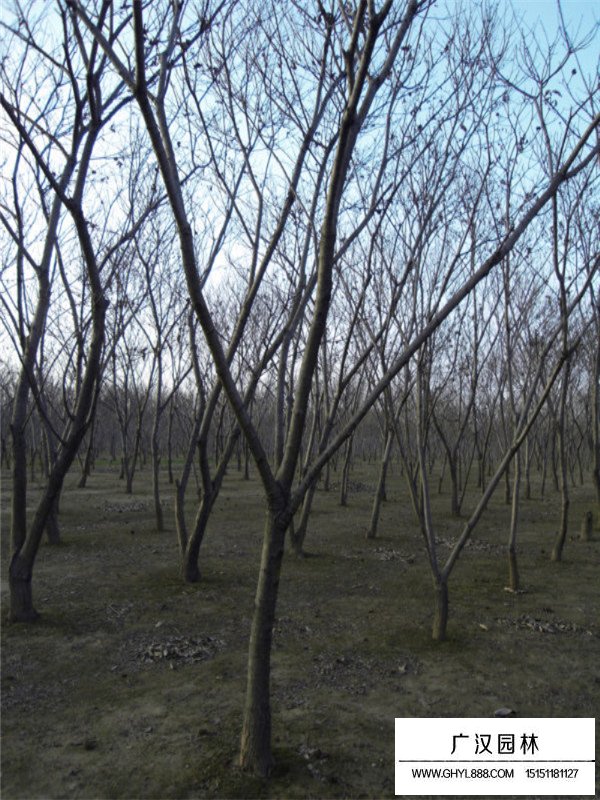 板栗樹(shù)(圖5)