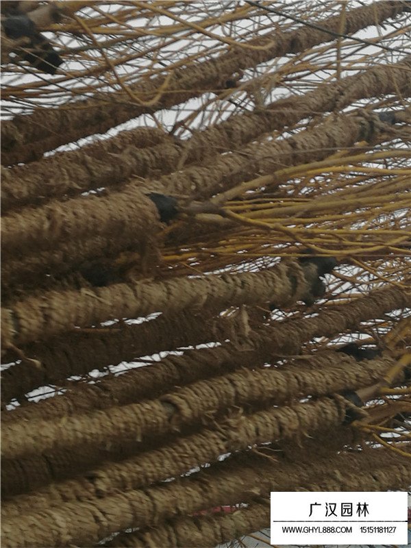 金枝槐的特點(diǎn)(圖3)