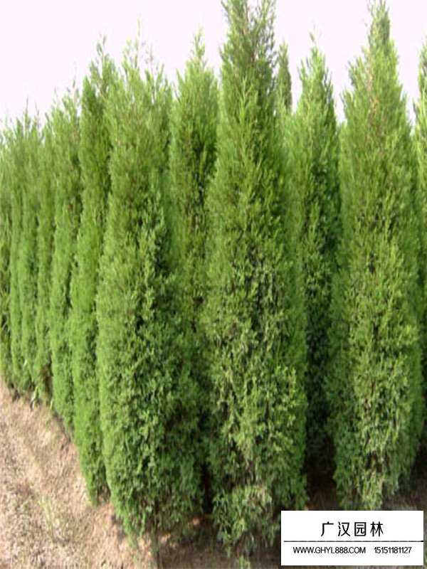 望都檜的市場(chǎng)前景(圖3)