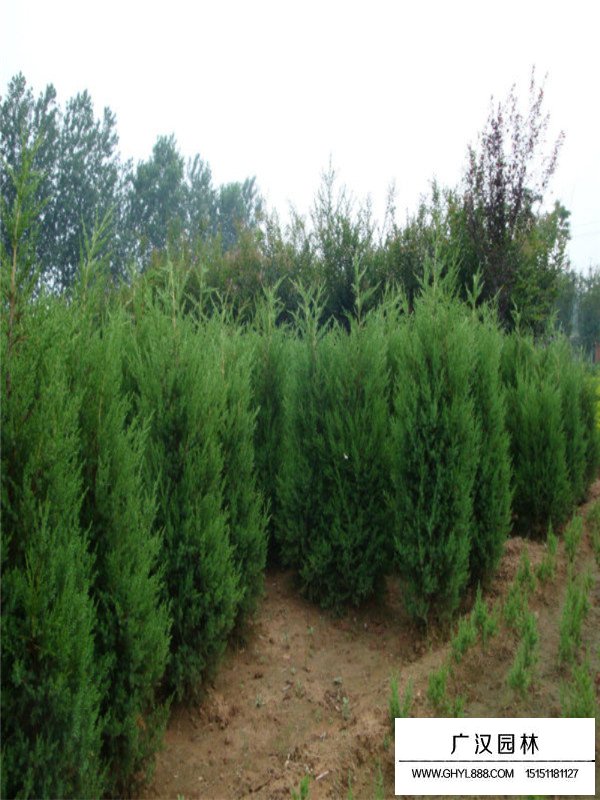 望都檜的市場(chǎng)前景(圖1)