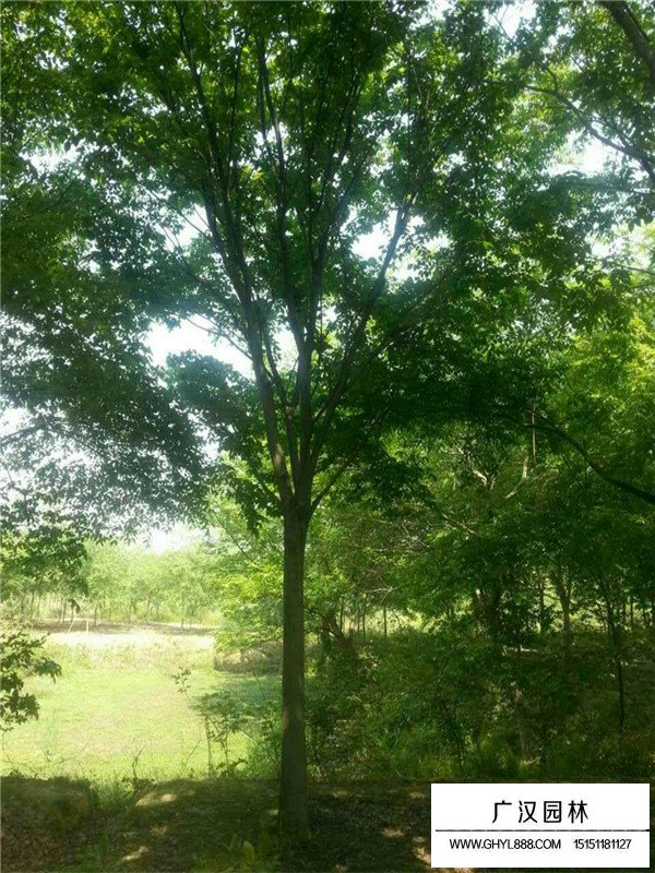 櫸樹多少錢一棵(圖2)