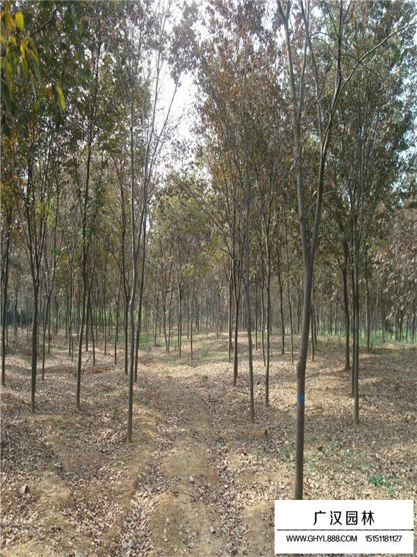 櫸樹小苗哪里多(圖1)