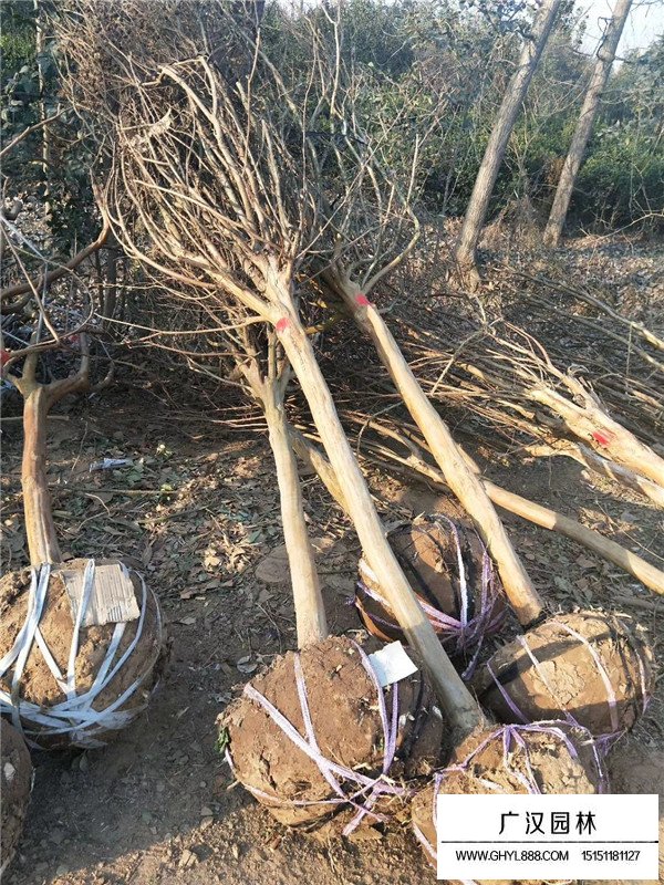 紫薇價格行情怎么樣(圖2)