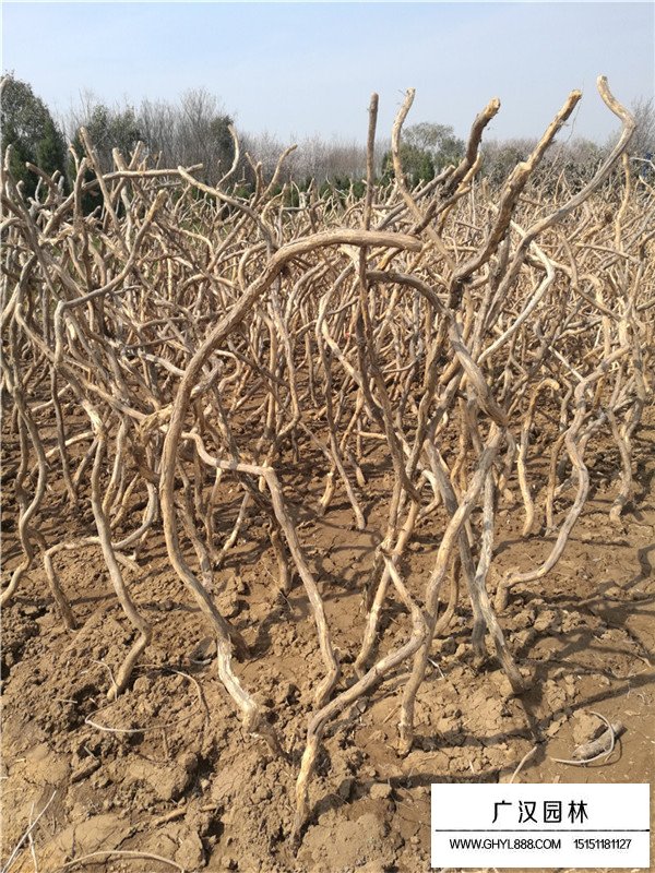 凌霄花多少錢一棵？(圖2)