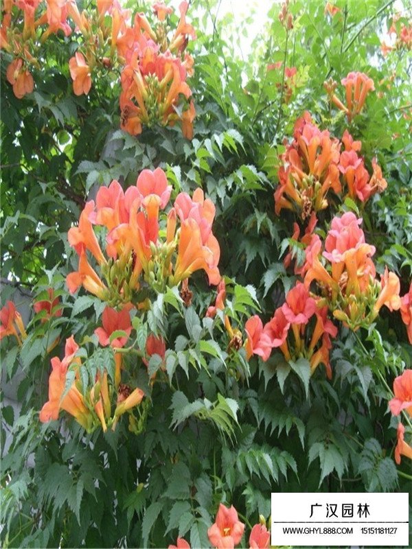 凌霄花怎么種植？(圖1)