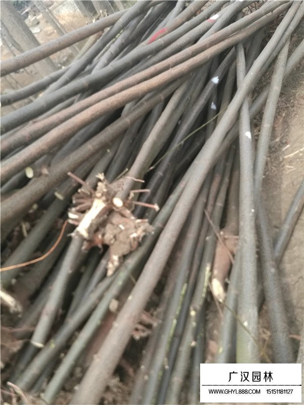 欒樹(shù)批發(fā)(圖3)