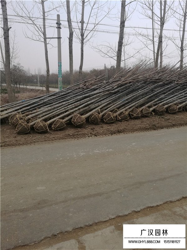 欒樹小苗的生長特性(圖1)