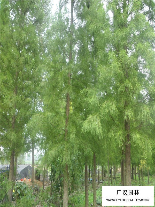 落羽杉批發(fā)(圖2)