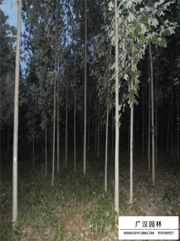 馬褂木基地(圖3)