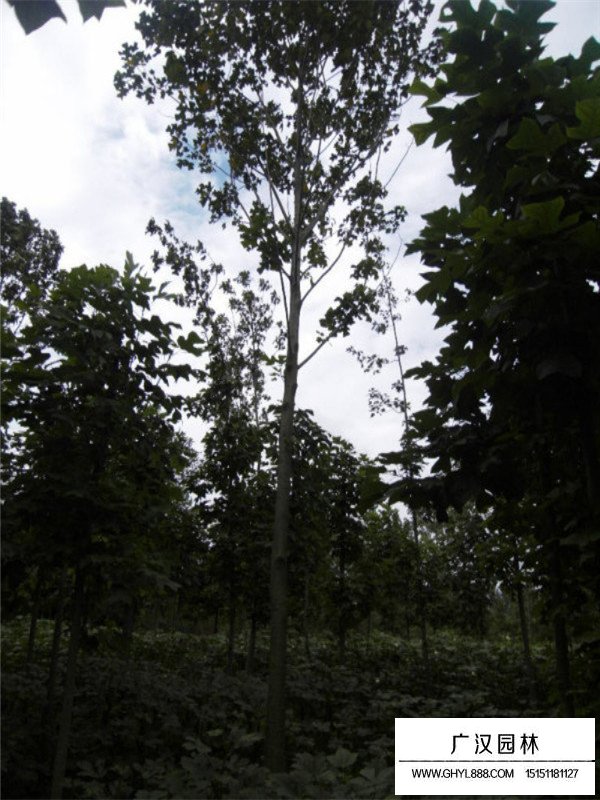 馬褂木價格(圖3)