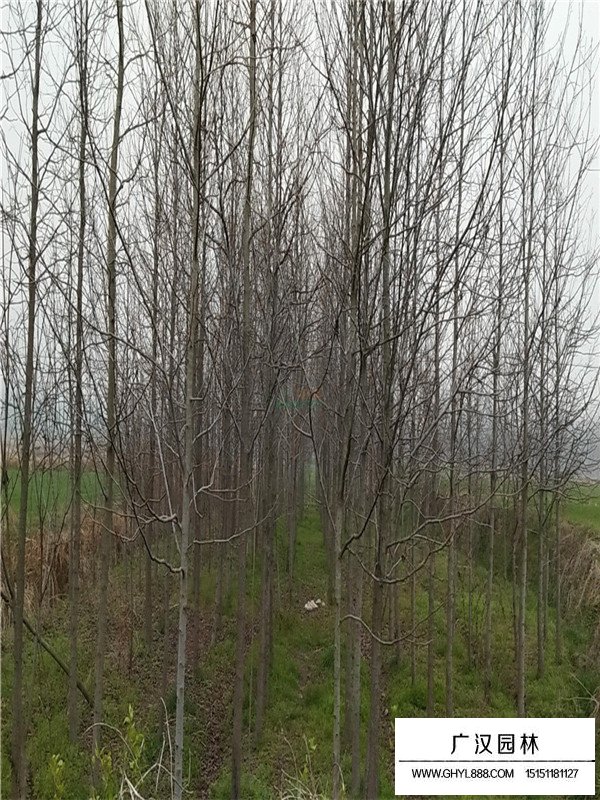 美國紅楓價格(圖1)