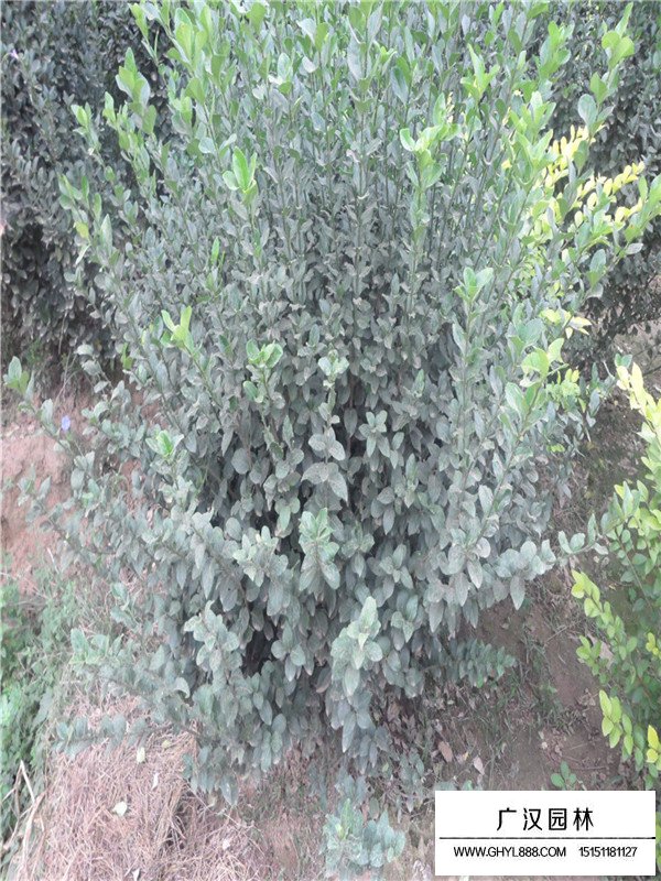 衛(wèi)矛球最新價(jià)格(圖1)