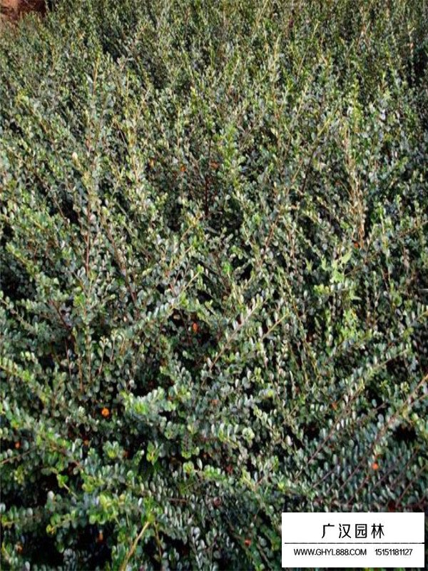 平枝荀子價格(圖3)