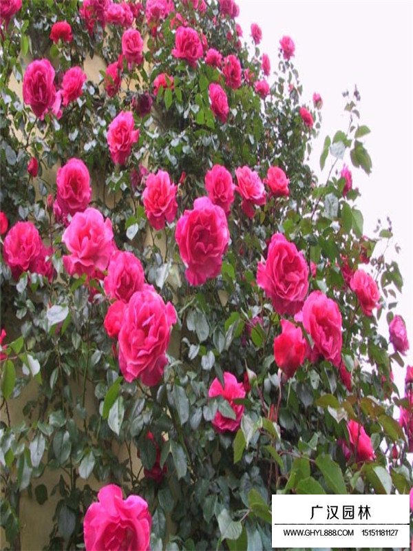 品種月季價格(圖1)