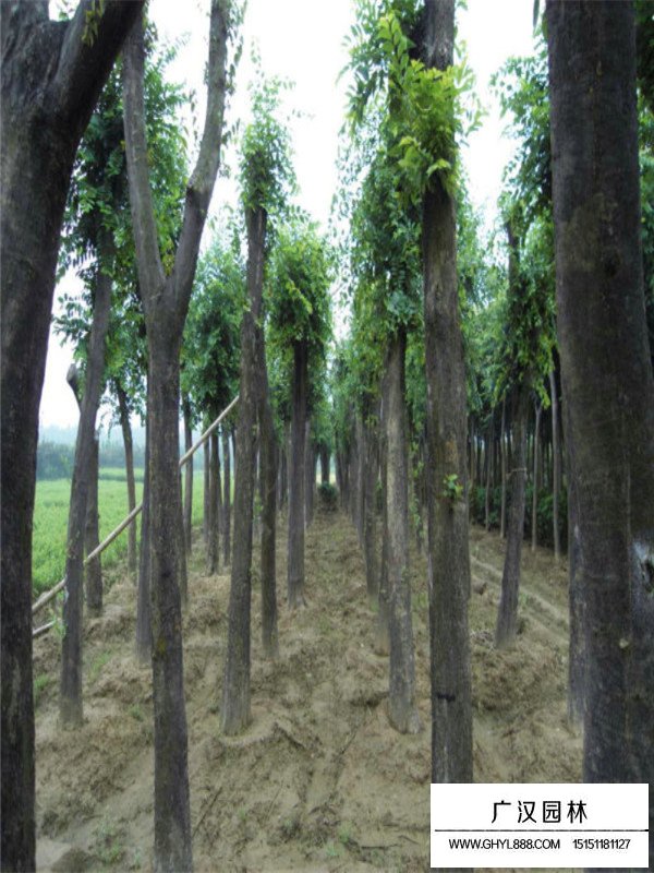 樸樹移栽苗(圖1)