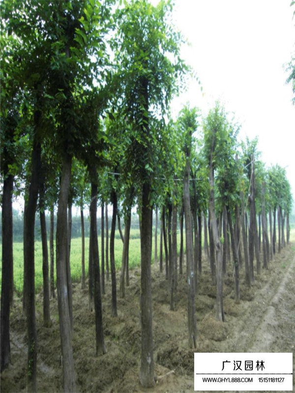 樸樹移栽苗(圖3)