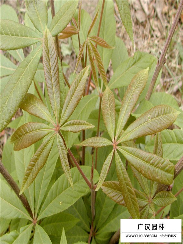 七葉樹用處以及生長環(huán)境(圖1)