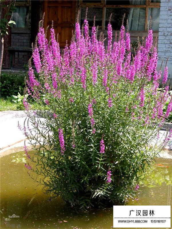 千屈菜價(jià)格(圖2)