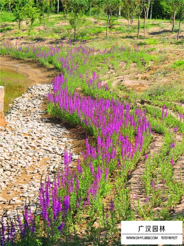 千屈菜價(jià)格(圖3)