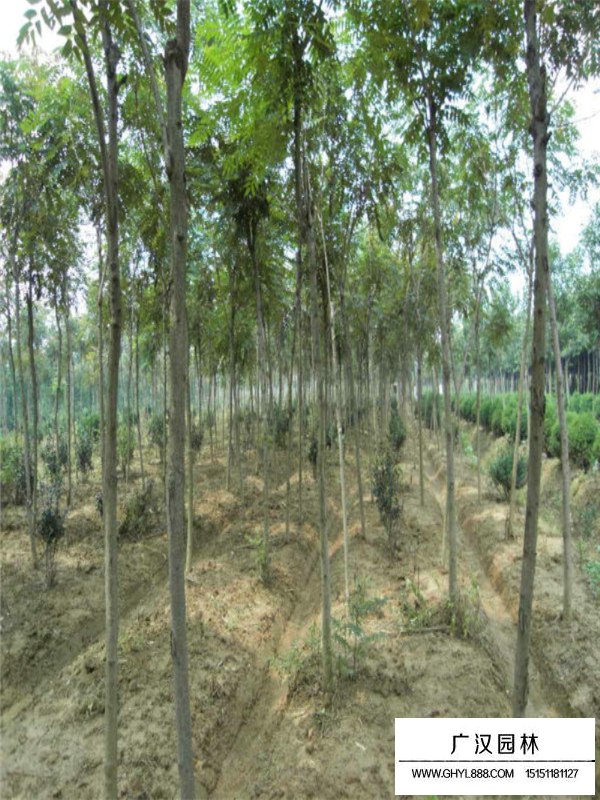 千頭椿經(jīng)濟(jì)價(jià)值和景觀用途(圖4)