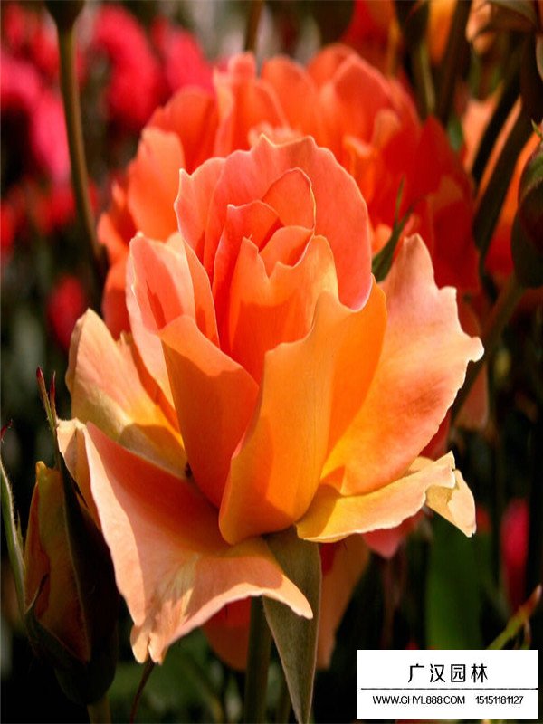 薔薇種植方法和作用(圖3)