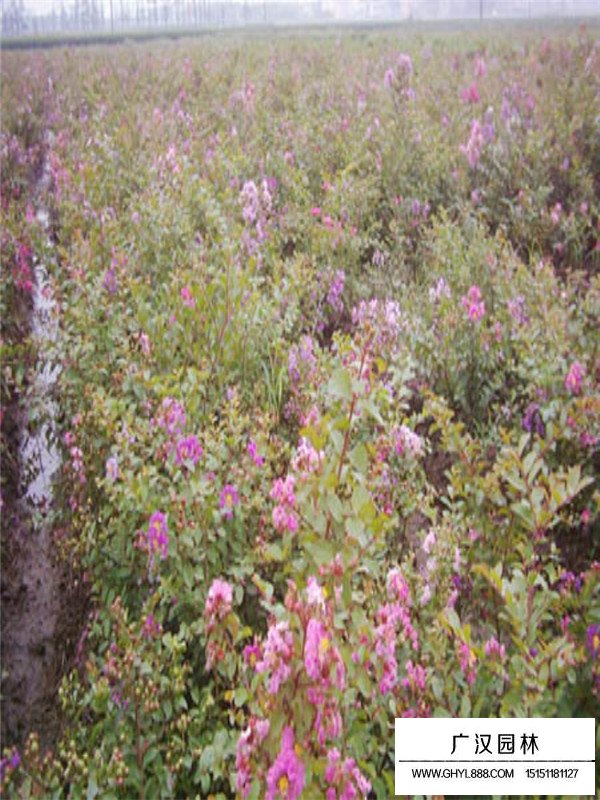 日本矮紫薇價(jià)格(圖2)