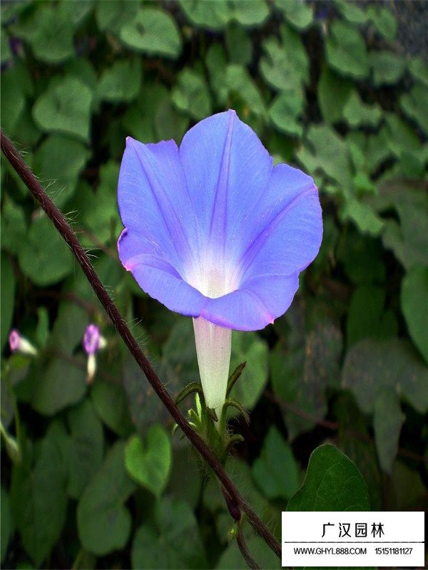 藍(lán)牽牛(圖5)