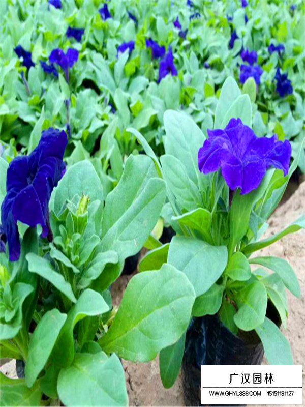 藍(lán)牽牛(圖6)