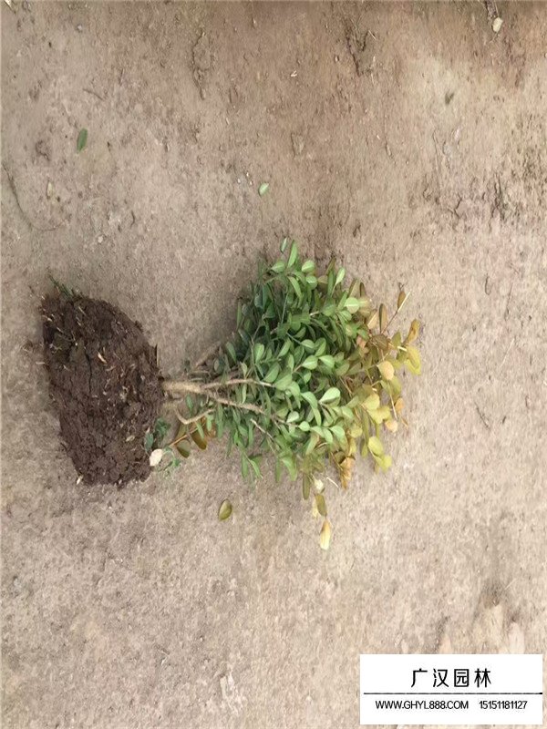 瓜子黃楊的種植方法(圖1)