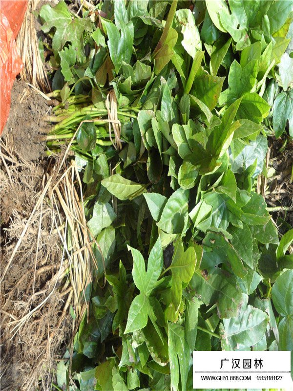 八角金盤可以凈化空氣嗎？(圖2)