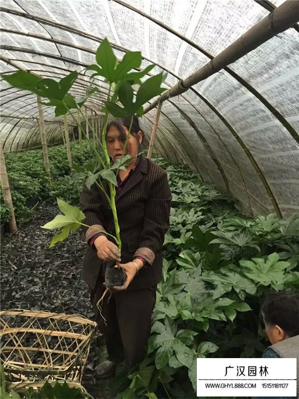 八角金盤可以凈化空氣嗎？(圖3)